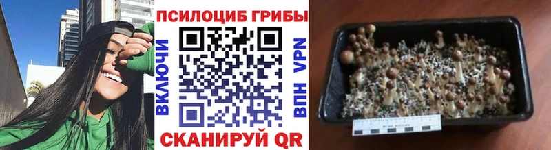 купить наркоту  Ардон  Галлюциногенные грибы GOLDEN TEACHER 